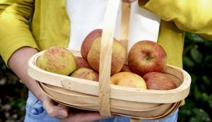 Van Amerongen Storing apples