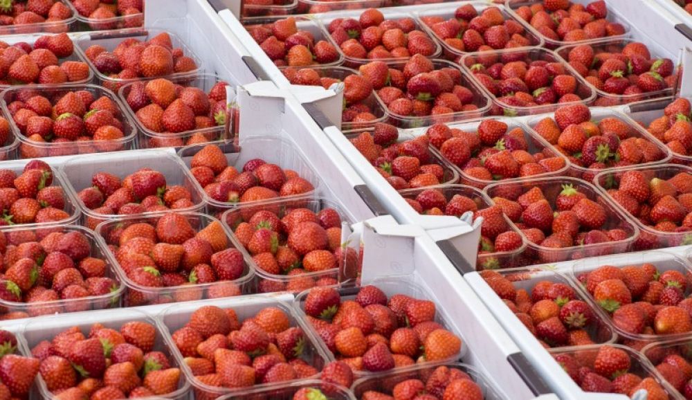 Controlled Atmosphere Storage systems Dynamic CA storage of fruit and vegetables Van Amerongen