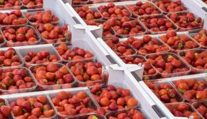 Van Amerongen Palliflex