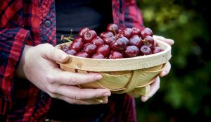 Van Amerongen Przechowywanie wiśni