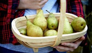 Van Amerongen Przechowywanie gruszek