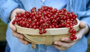 Van Amerongen Przechowywanie czerwonej porzeczki