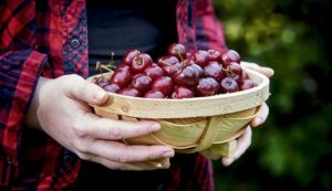 Van Amerongen Przechowywanie owoców