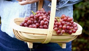 Van Amerongen Przechowywanie winogron stołowych